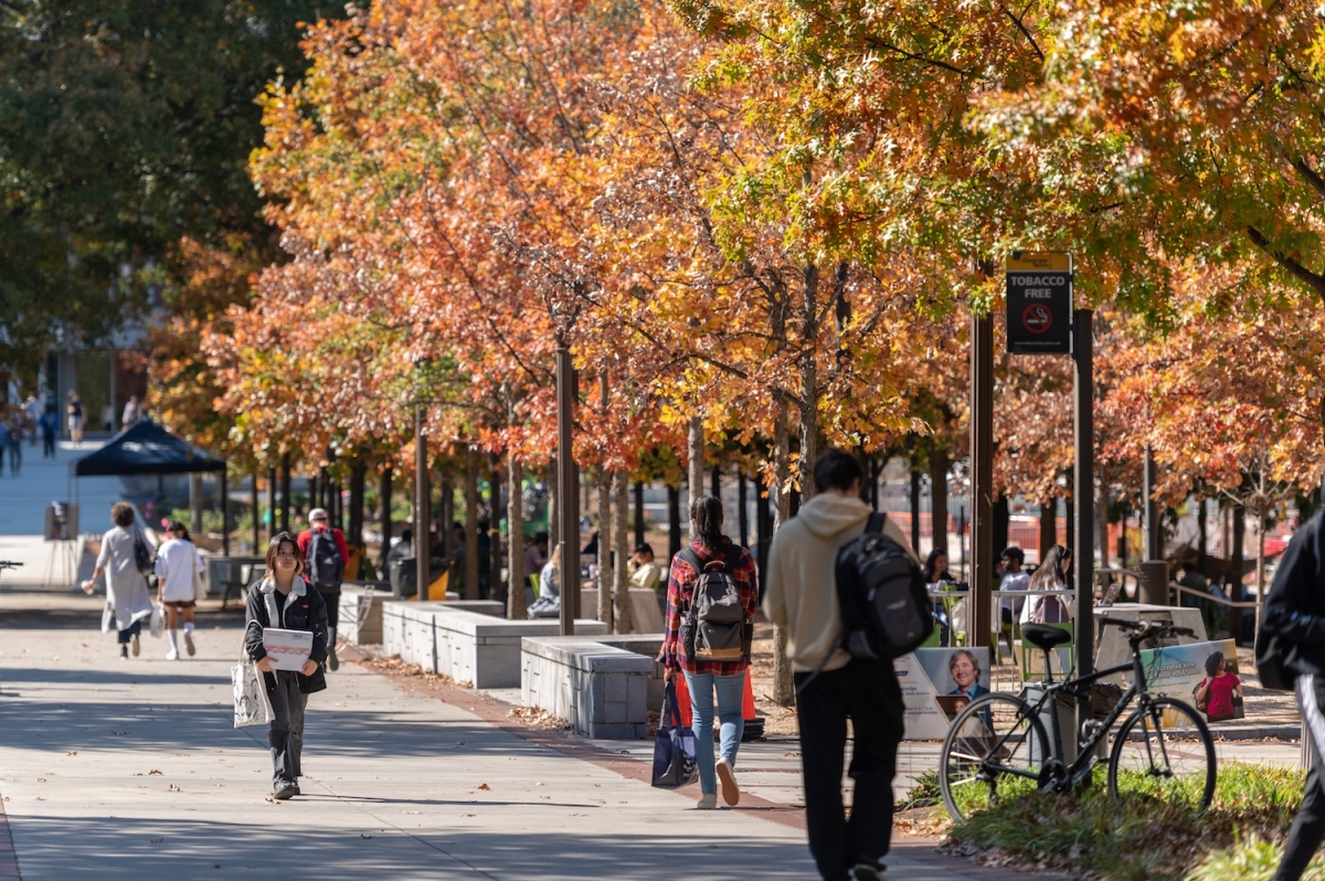 fall trees