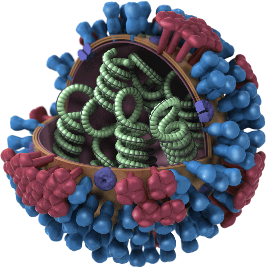 Medical illustration of a flu virus